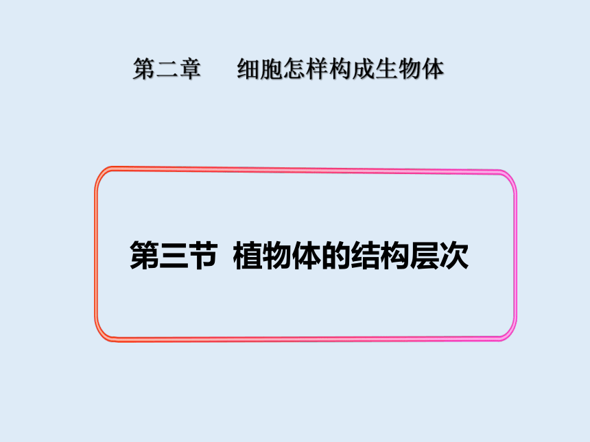 人教版七年级生物 上册 第二单元 第二章 第三节 植物体的结构层次 课件（共40张PPT）