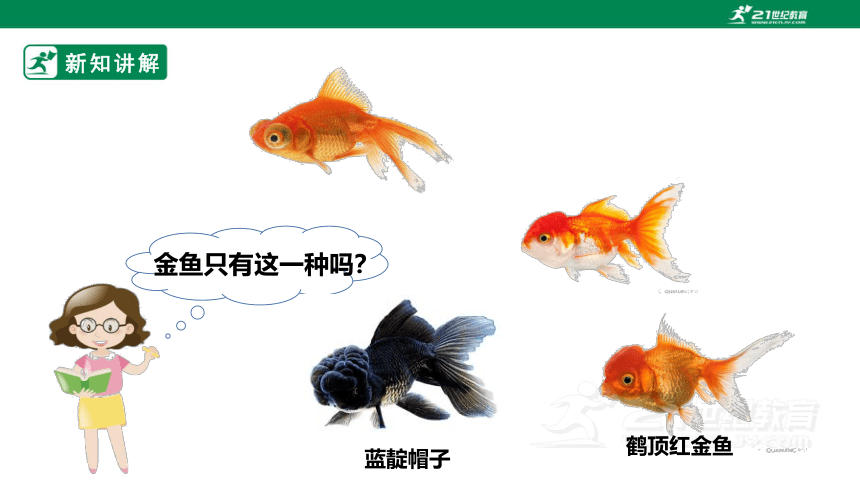 【新课标】2.2《金鱼》课件