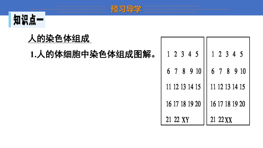 6.2.1 遗传 第3课时课件(共23张PPT)2023-2024学年初中生物冀少版八年级下册