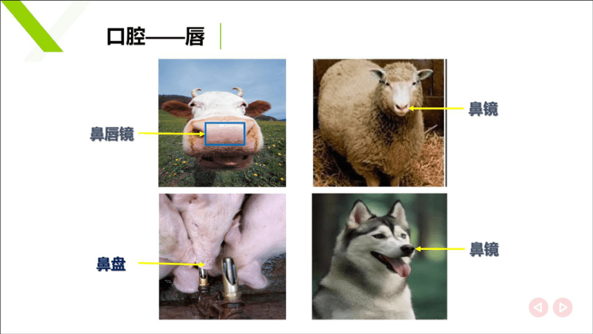 4.2口腔咽食道 课件(共23张PPT)《畜禽解剖生理学》同步教学（中国农业出版社）