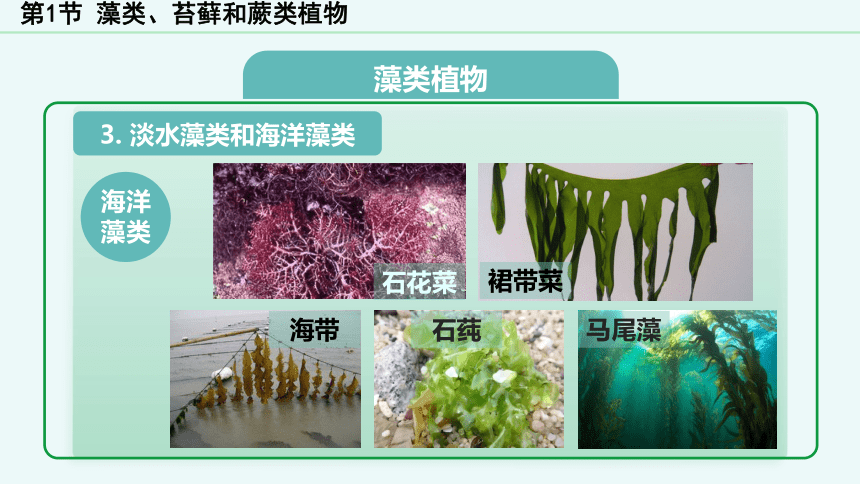 人教版七年级上册3.1.1 藻类、苔藓和蕨类植物课件（共28页ppt）