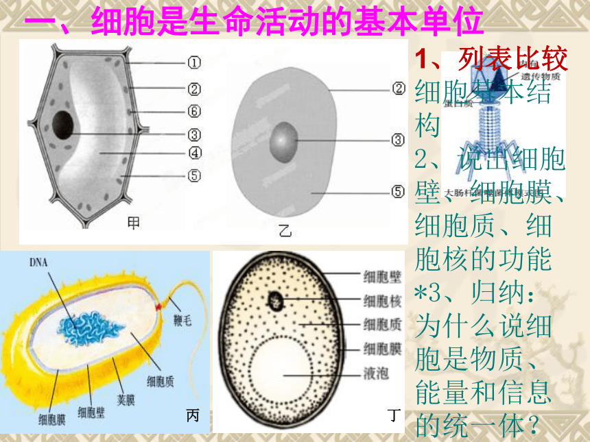 生物体结构层次复习课件(共30张PPT)