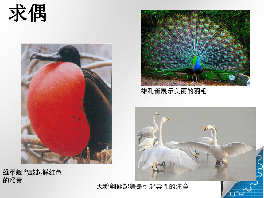 4.2.3 鸟的生殖和发育 课件（共34张PPT）