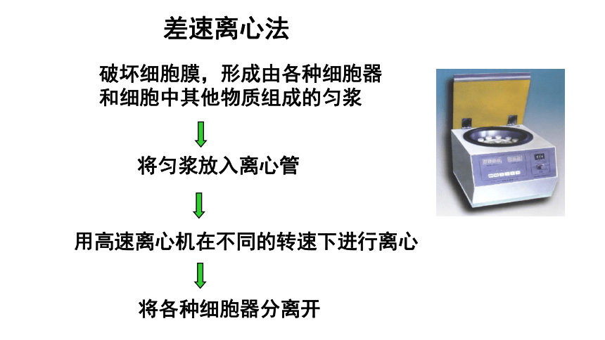 2021-2022学年高一上学期生物人教版必修一3.2细胞器之间的分工合作课件（44张）