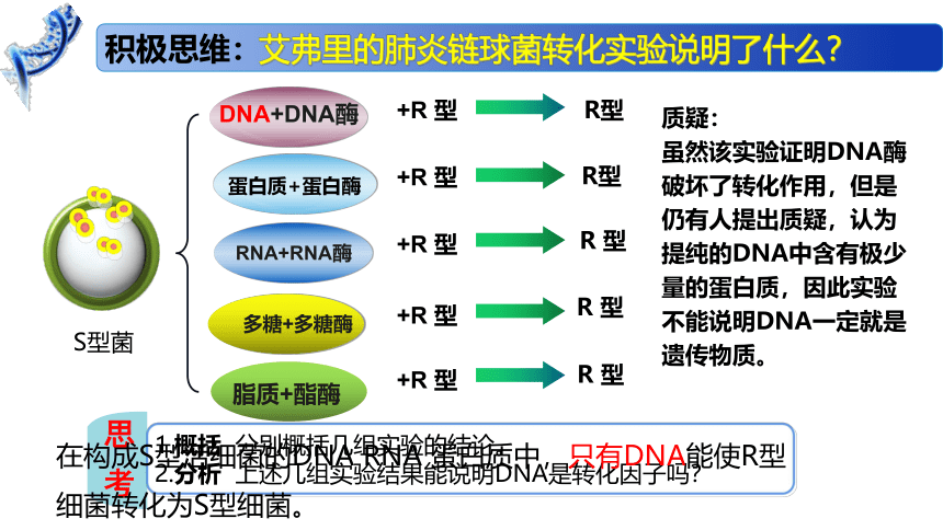 2.1 DNA是主要的遗传物质课件（41张）高一生物（苏教版2019必修2）