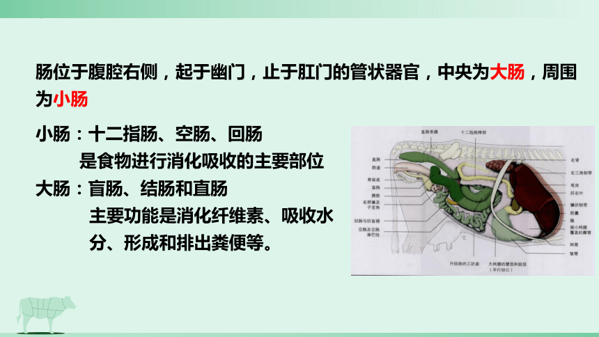 3.2 消化腺的识别 肠肝和胰 课件(共21张PPT)《畜禽解剖生理（第四版）》同步教学(高教版)