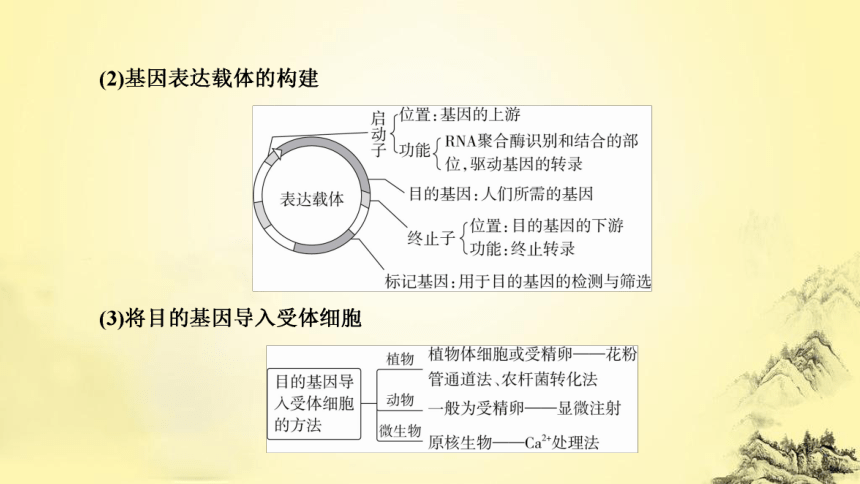 新人教生物二轮复习课件16 基因工程(课件共42张PPT)