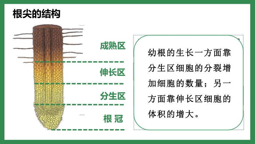 3.2.2植株的生长课件(共31张PPT)