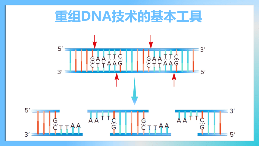 3.1 重组DNA技术的基本工具课件(共32张PPT1份视频)-2023-2024学年高二下学期生物人教版选择性必修三