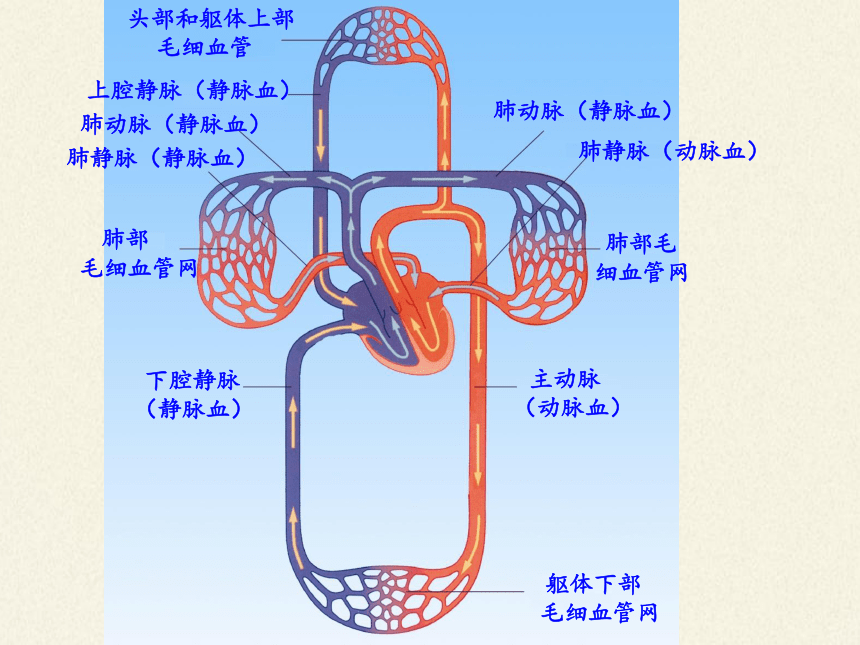 苏教版生物七年级下册 第十章 第四节 人体内的气体交换课件(共21张PPT)