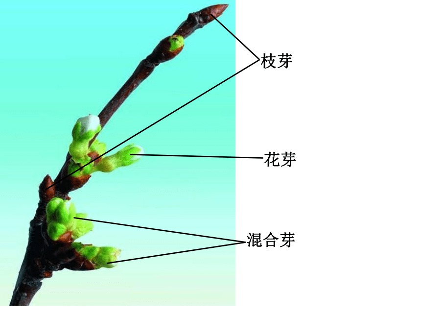 4.1.6 芽的类型和结构（课件）（共41张PPT）