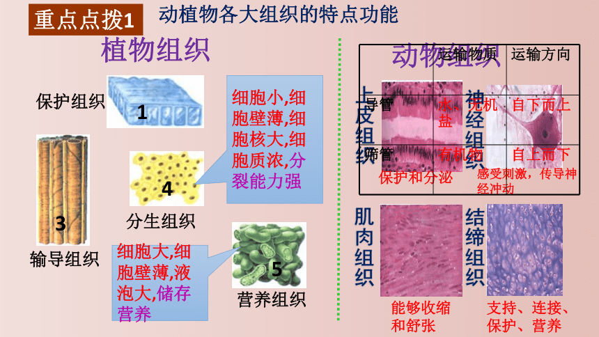 第二单元 生物体的结构层次 复习课件(共26张PPT) 2021--2022学年人教版生物七年级上册