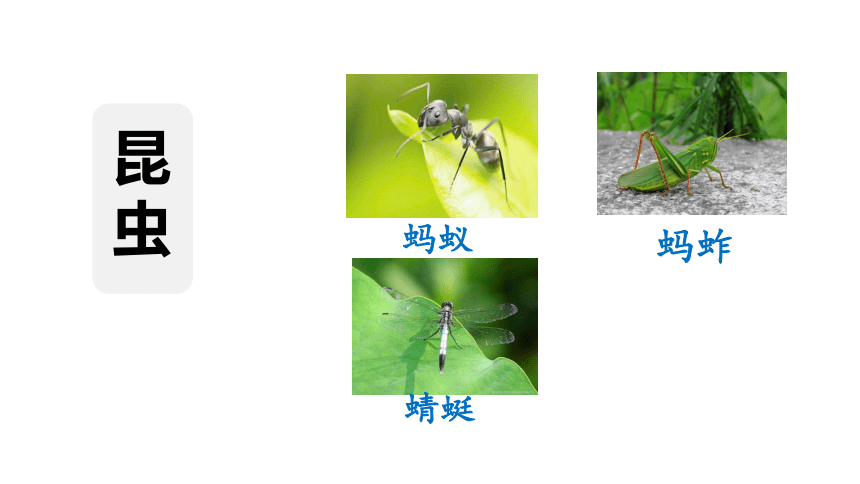 4.昆虫备忘录  课件（16张PPT)