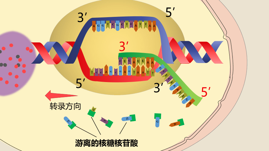 4.1基因指导蛋白质的合成（第一课时）(共30张PPT1份视频)课件-人教版（2019）必修2
