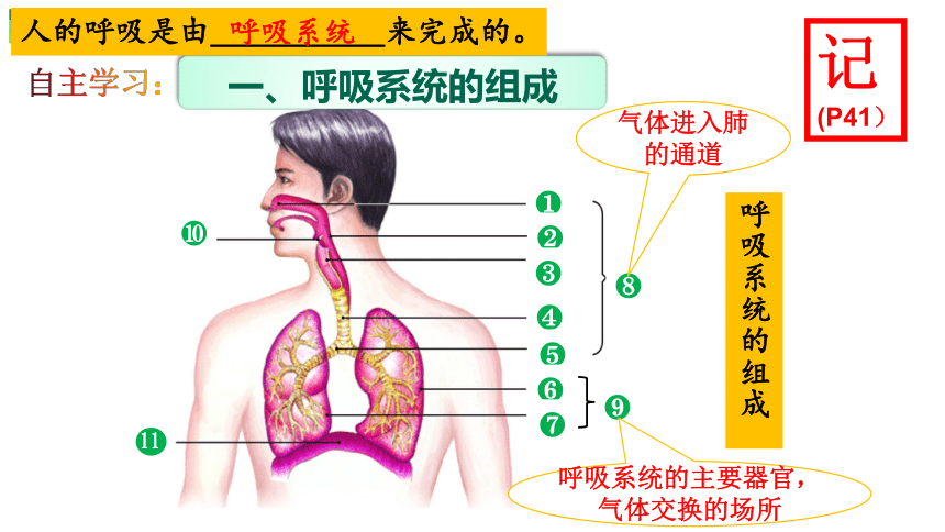 4.3.1呼吸道对空气的处理课件 (共24张PPT)人教版生物七年级下册