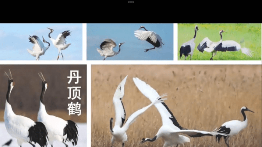 赣美版美术三年级上册第16课 候鸟的乐园（课件）(共22张PPT)