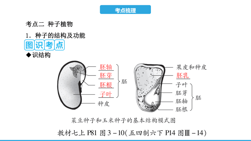 2023年中考生物复习（人教版）第三单元 第一章 生物圈中有哪些绿色植物课件(共11张PPT)