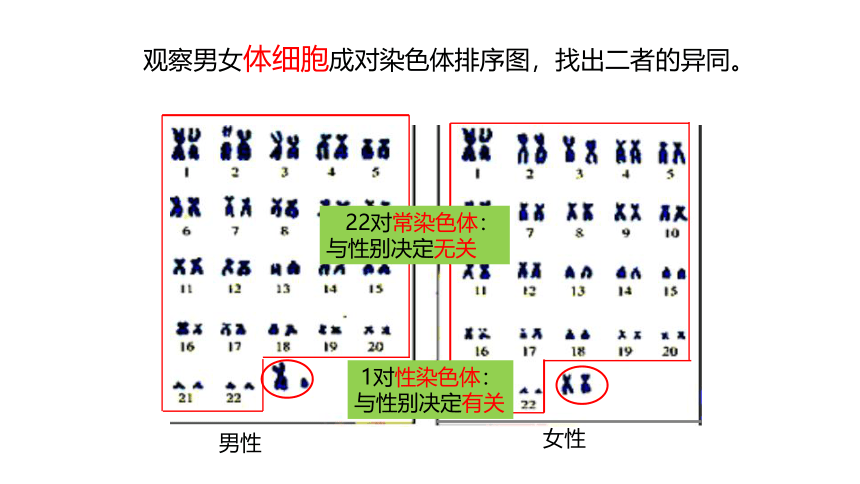 6.2.1.3人的性别决定-【精准备课】2021-2022学年八年级生物下册同步教学优质课件（冀少版）(共20张PPT)