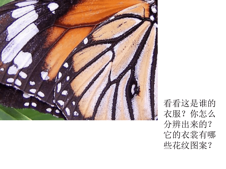 11.动物的”花衣裳“ 课件（27张PPT）