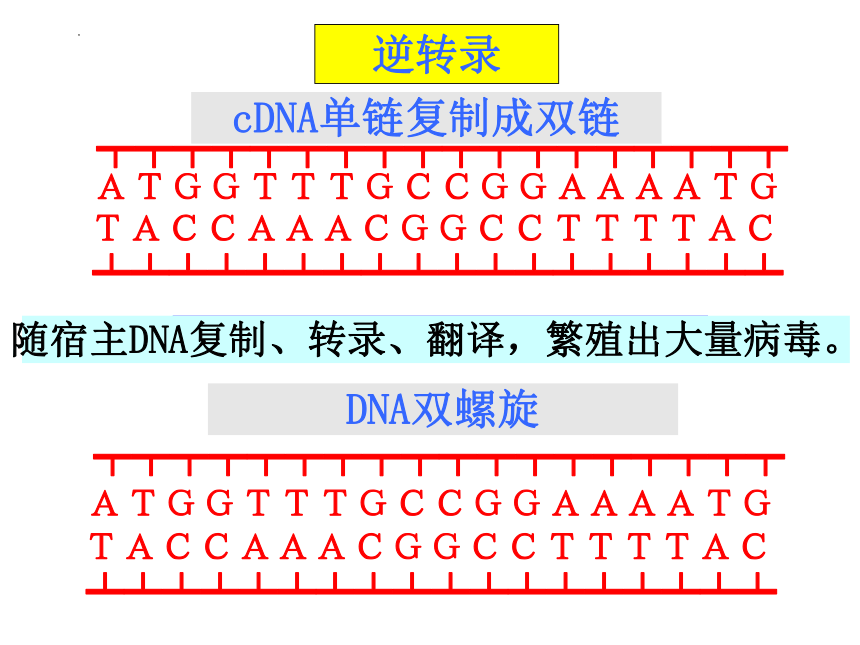 4.2基因对性状的控制课件(共33张PPT)2022-2023学年高一下学期生物人教版必修2