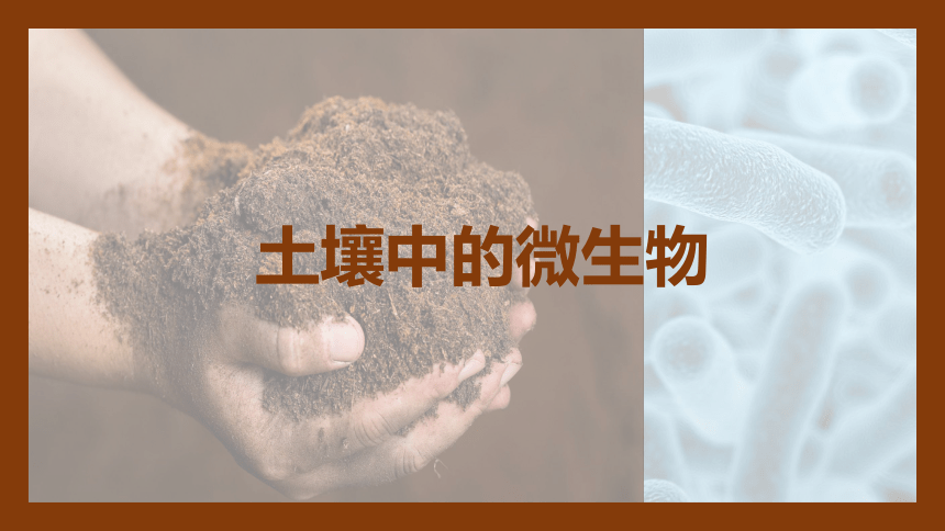 5.13.2土壤中的微生物课件(共34张PPT)2022-2023学年苏科版生物七年级下册