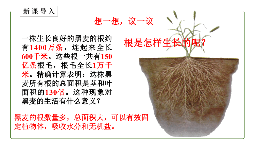 2021--2022学年人教版生物七年级上册_3.2.2 植株的生长 课件（24张PPT）