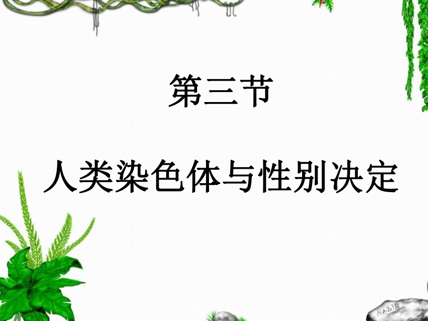 4.4.3 人类染色体与性别决定 课件（共14张PPT）