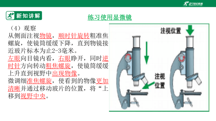 北师大版2.3.1 细胞的基本结构和功能-2022-2023学年七年级生物上册同步课件（含40张ppt）