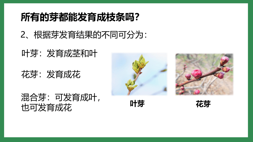 3.2.2植株的生长课件(共31张PPT)