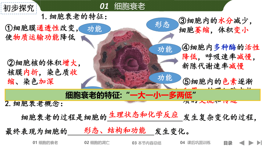 第六章 第三节 细胞的衰老和死亡（28张）-高一生物人教版（2019）必修一课件