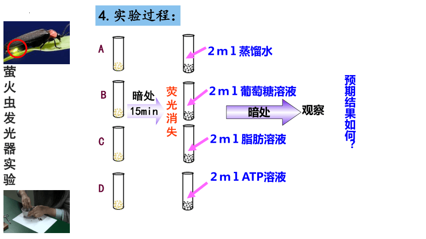 5.2细胞的能量货币ATP（1.5课时）(课件共23张PPT)