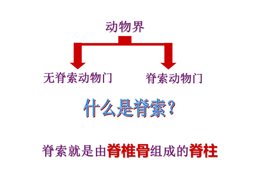 苏教版八年级上册生物第二节千姿百态的动物世界课件(48张PPT)