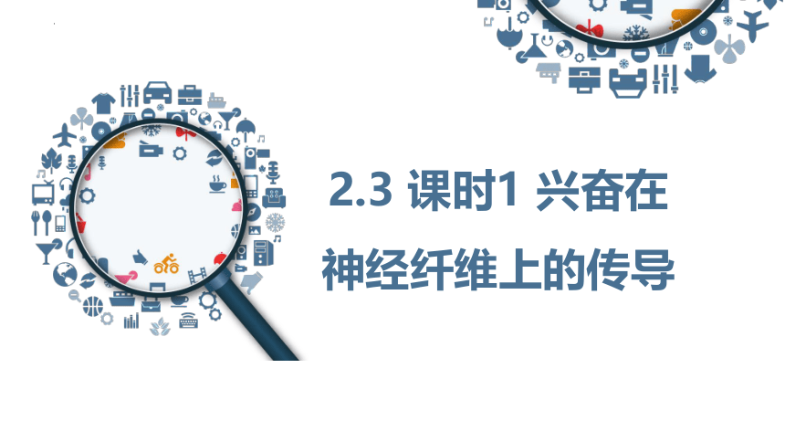 2.3神经冲动的产生和传导（第1课时）(共23张PPT1份视频)课件-人教版选择性必修1