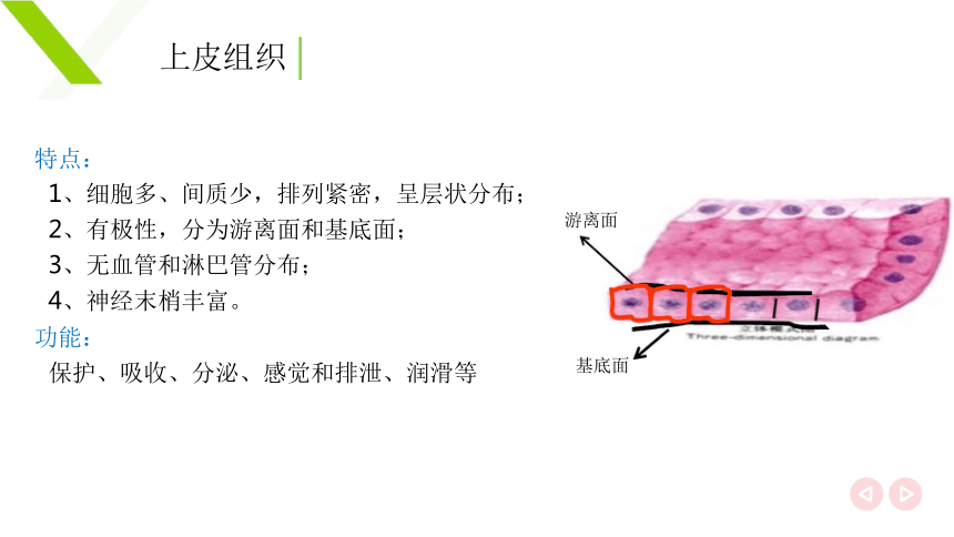 1.2.1上皮组织 课件(共24张PPT)《畜禽解剖生理（第四版）》同步教学(高教版)