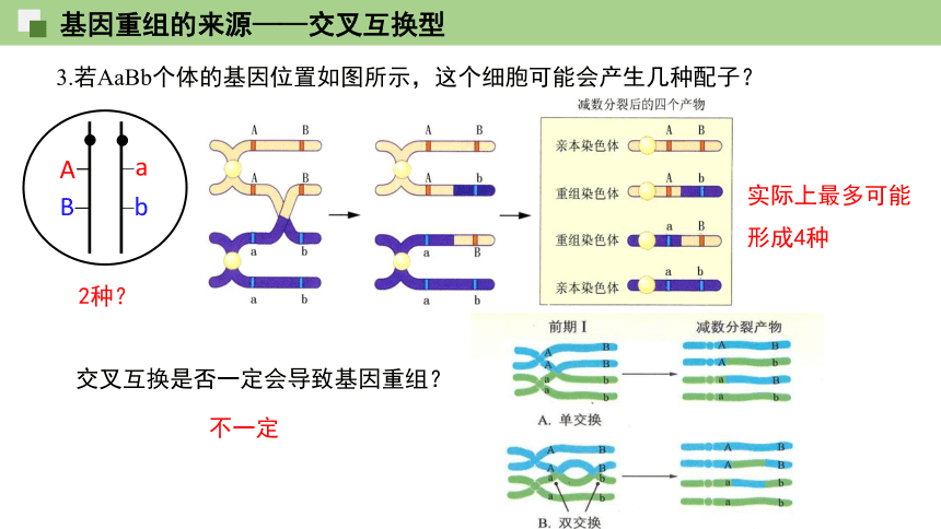 4.2基因重组使子代出现变异  课件（18张ppt） 2021——2022学年高一下学期生物浙科版（2019）必修2