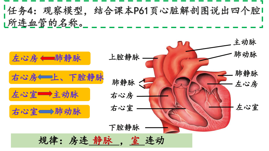 4.4.3物质运输的途径---心脏的结构和功能课件(共17张PPT)2022--2023学年鲁科版生物七年级上册
