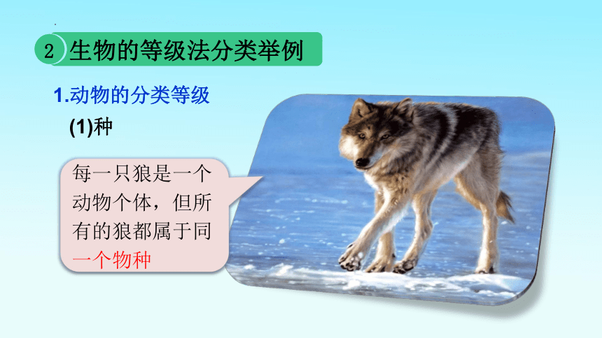 6.1.2从种到界课件 课件(共31张PPT)2021-2022学年人教版八年级上册