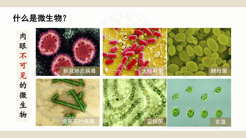 北师大版八年级上册生物教学课件（共60张PPT含两段视频） 5.18.1微生物在生物圈中的作用