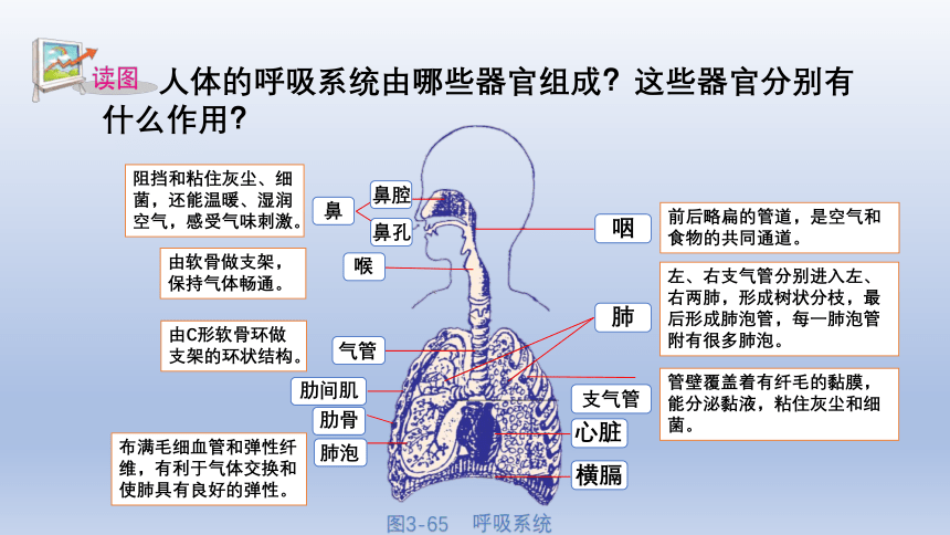 第5节 生物的呼吸和呼吸作用（1）（课件 17张PPT）