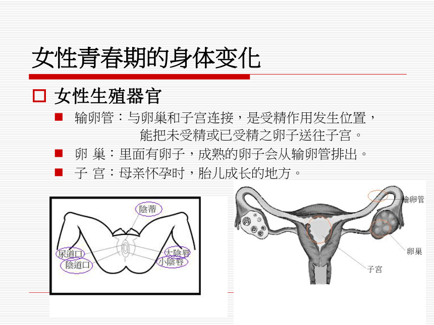 女生青春期乳房ppt课件图片