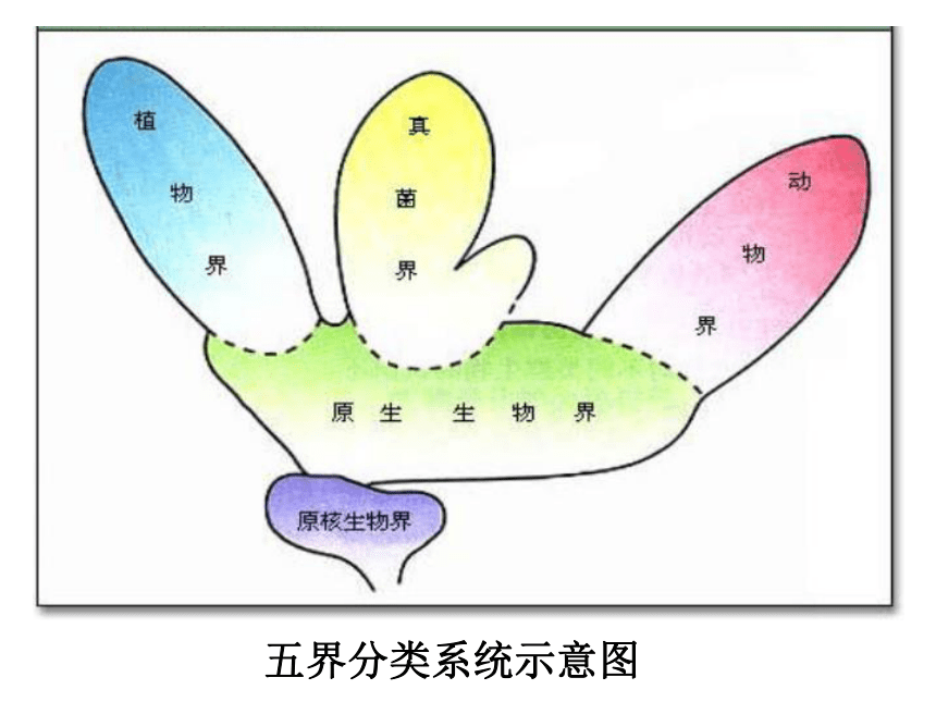 2020-2021学年北师大版八年级生物下册  7.22.2  原生生物的主要类群  课件（21张PPT）