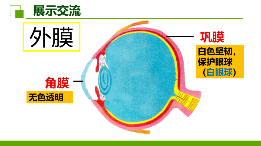 3.5.4 人体对周围世界的感知(1）课件(共35张PPT＋内嵌视频1个)2022-2023学年济南版生物七年级下册