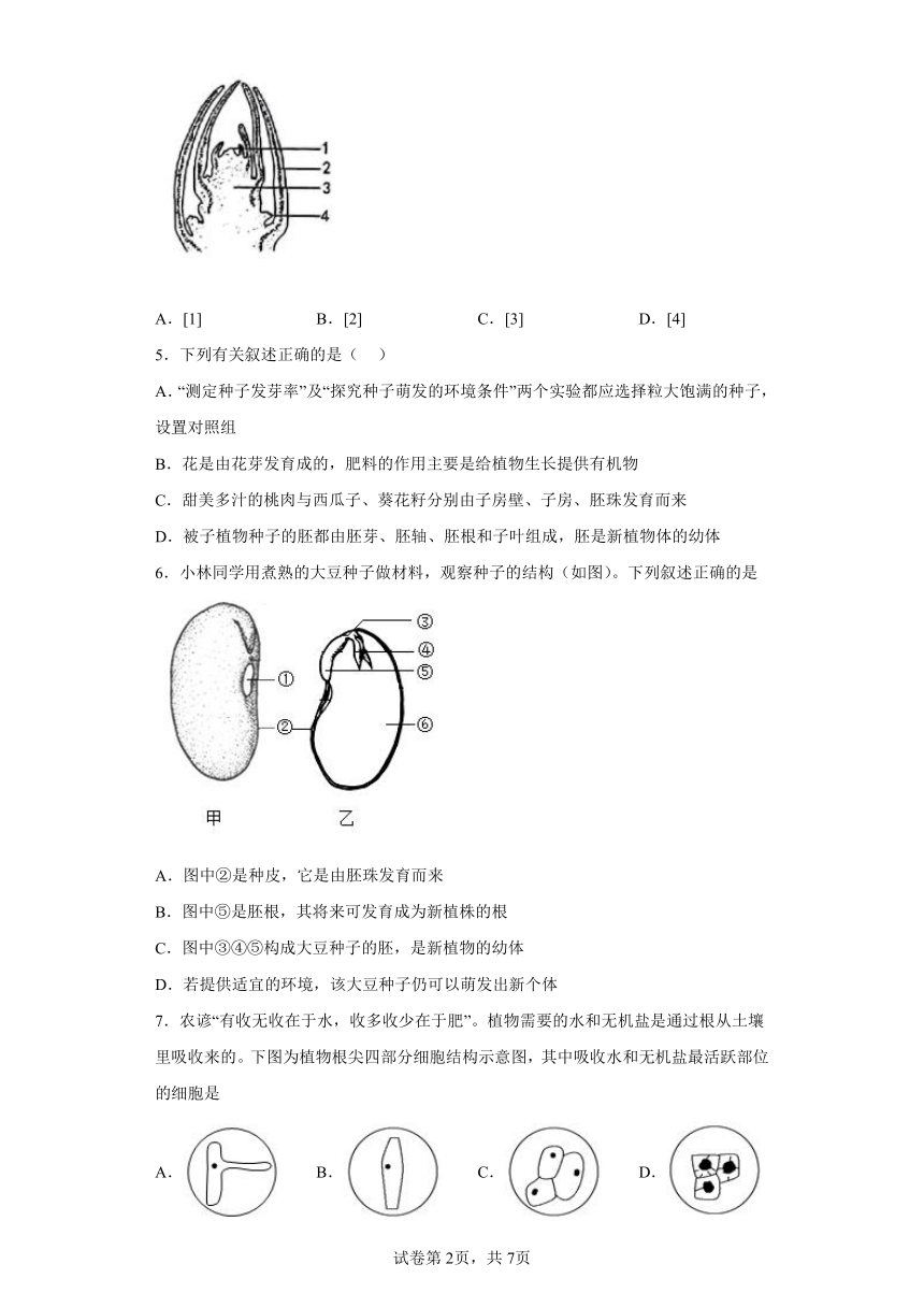 人教版生物七年级上册 3.4 被子植物的一生同步练习（附解析）