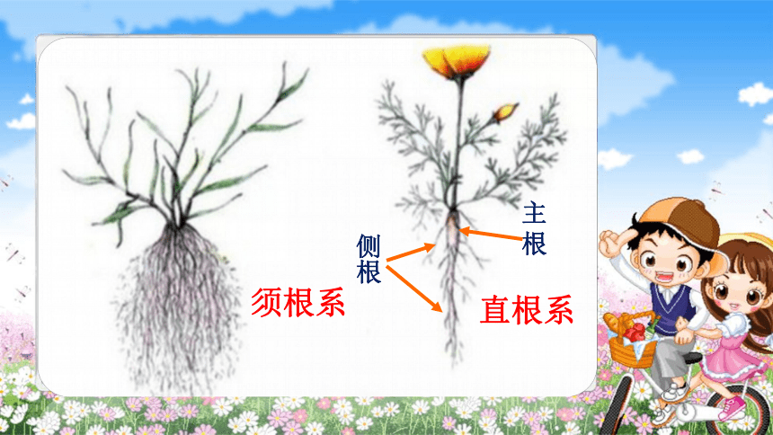沪教版（2015）二年级下册科学2 身边的植物--植物的根（课件22张ppt）