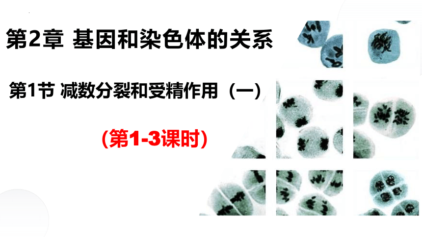 2.1减数分裂和受精作用（一）：减数分裂（3课时）(课件共50张PPT)
