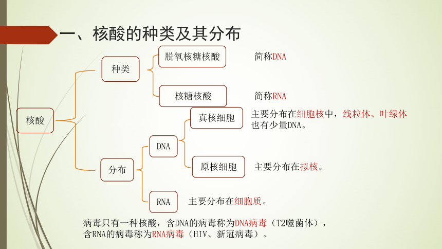 高中生物人教版必修一(2019)2.5核酸是遗传信息的携带者课件(27张)