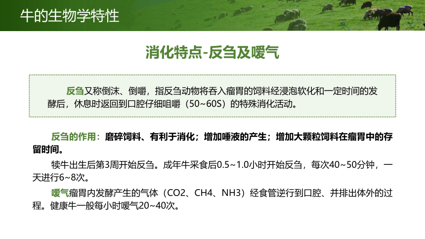 牛羊生物学特性 课件(共14张PPT)《牛羊生产》同步教学（中国农业出版社）