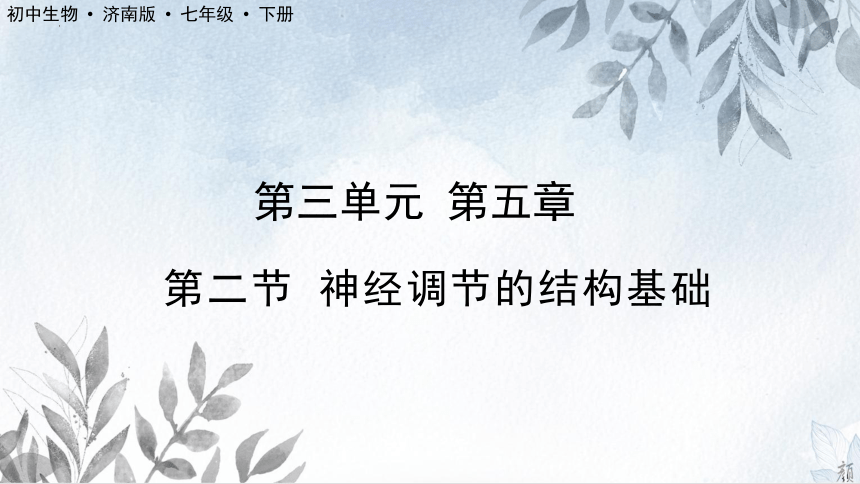 3.5.2神经调节的结构基础课件（共21张PPT）2022-2023学年济南版生物七年级下册