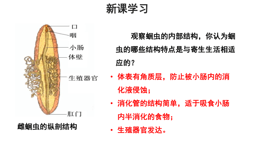 冀少版七年级上册 第三节 线形动物和环节动物 教学课件（共17张PPT）