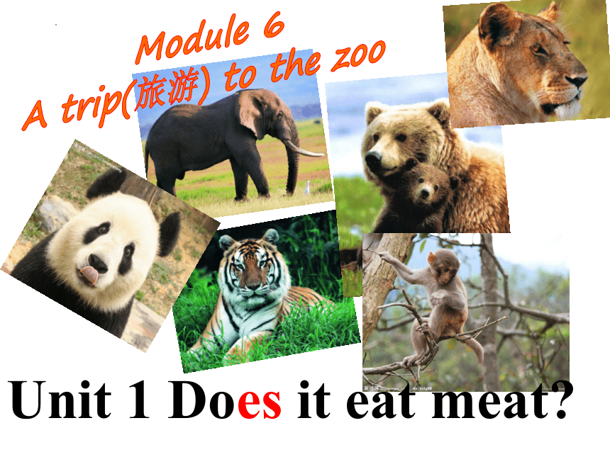 外研版七年级上册Module 6 A trip to the zoo Unit 1 Does it eat meat 课件(共48张PPT)